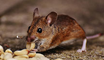 24 Hour & Emergency Exterminators in Eldridge, ND